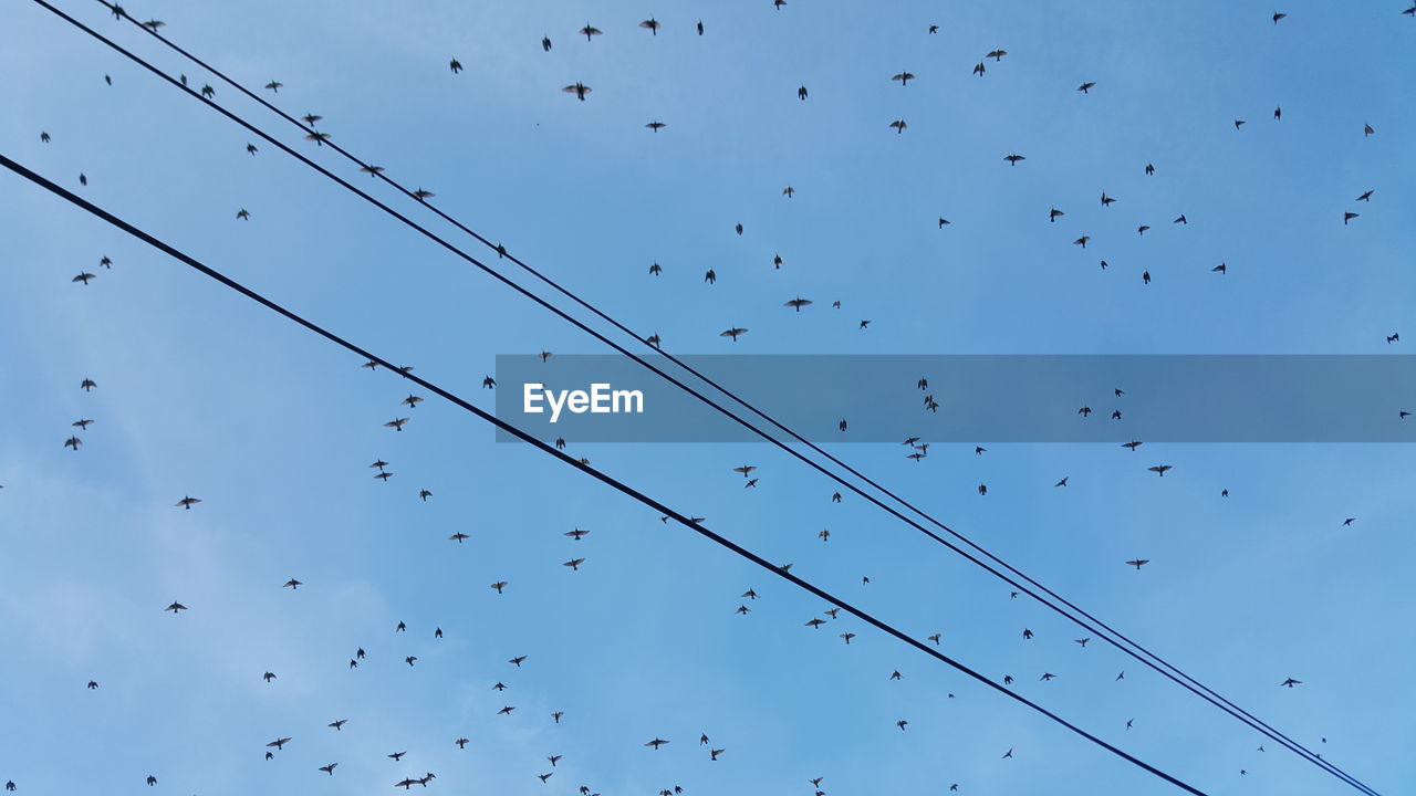 Low angle view of silhouette birds flying against clear sky