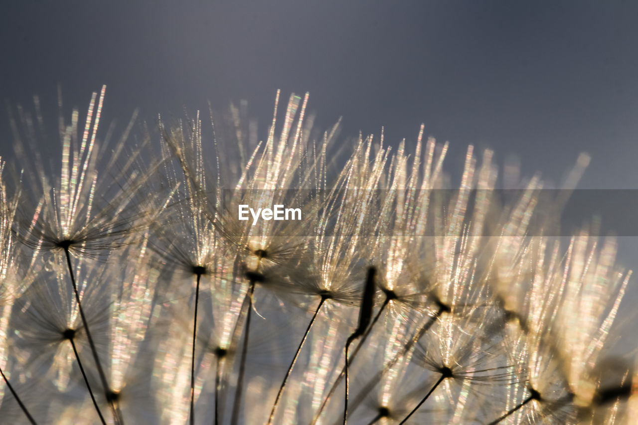 Close-up of dandelion on field against sky