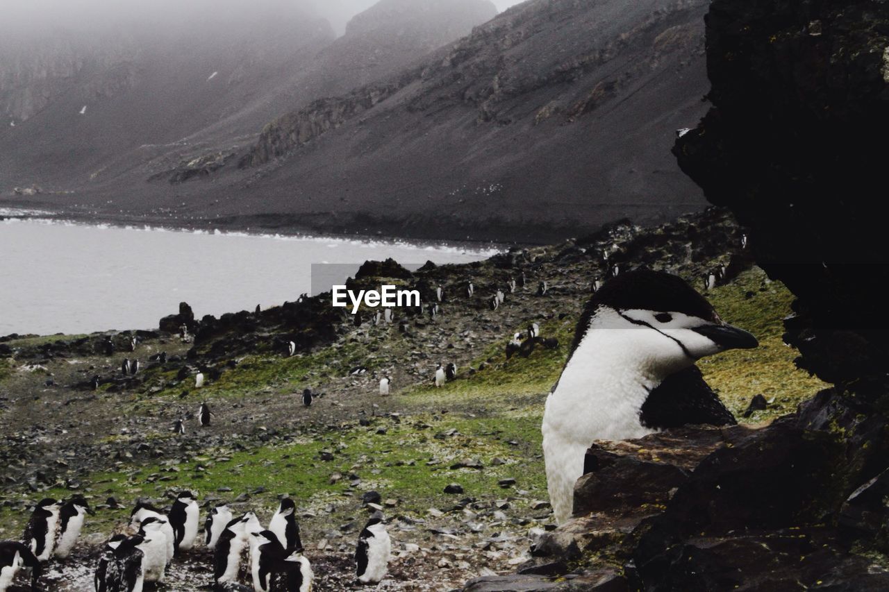 Penguins on field by lake against mountains