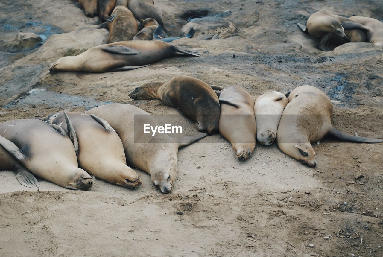 HIGH ANGLE VIEW OF SHEEP RELAXING ON SHORE