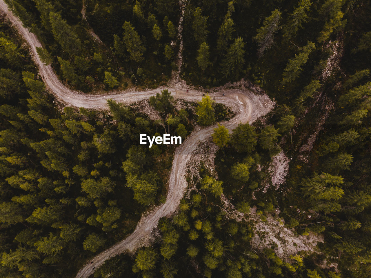 Birds view of trees in forest in the alps of italy