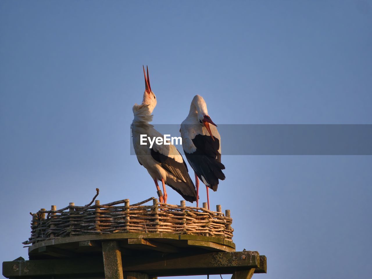 Low angle view of birds on roof against clear sky