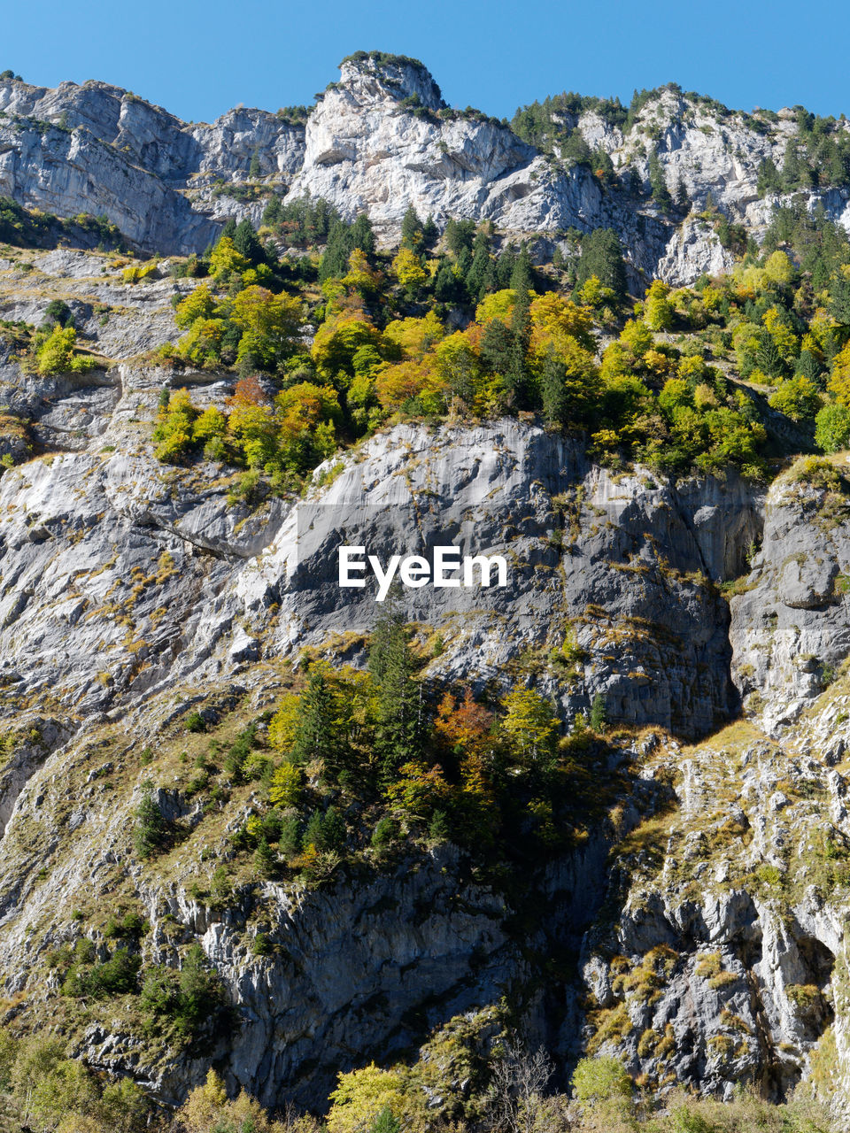 mountain, rock, nature, beauty in nature, scenics - nature, plant, environment, landscape, sky, wilderness, ridge, adventure, land, tree, mountain range, no people, clear sky, walking, travel destinations, travel, outdoors, day, autumn, coniferous tree, non-urban scene, pine tree, activity, pinaceae, flower, geology, tranquility, sunny, mountain peak, tranquil scene, leisure activity, sunlight, pine woodland, rock formation, trail, tourism, cliff, forest, terrain, blue