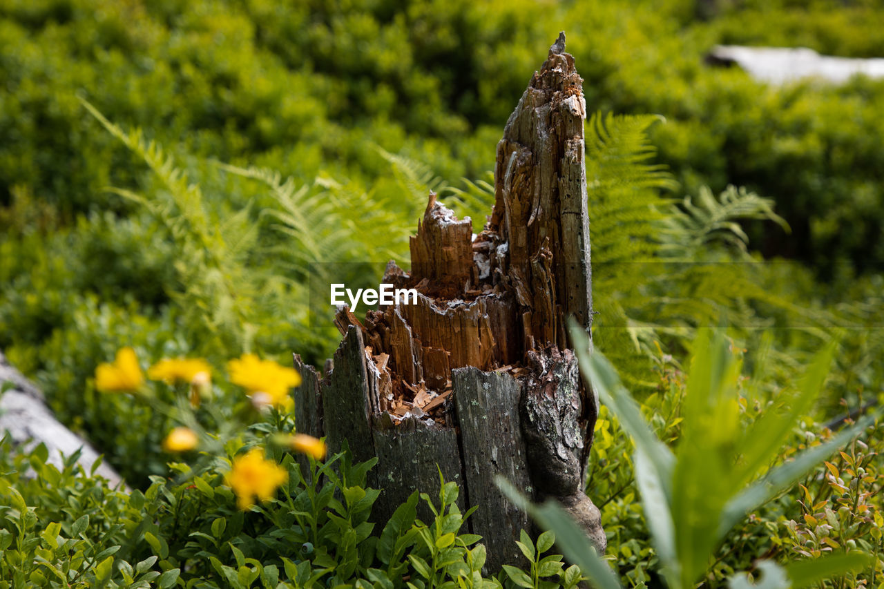 Close-up of wood on field