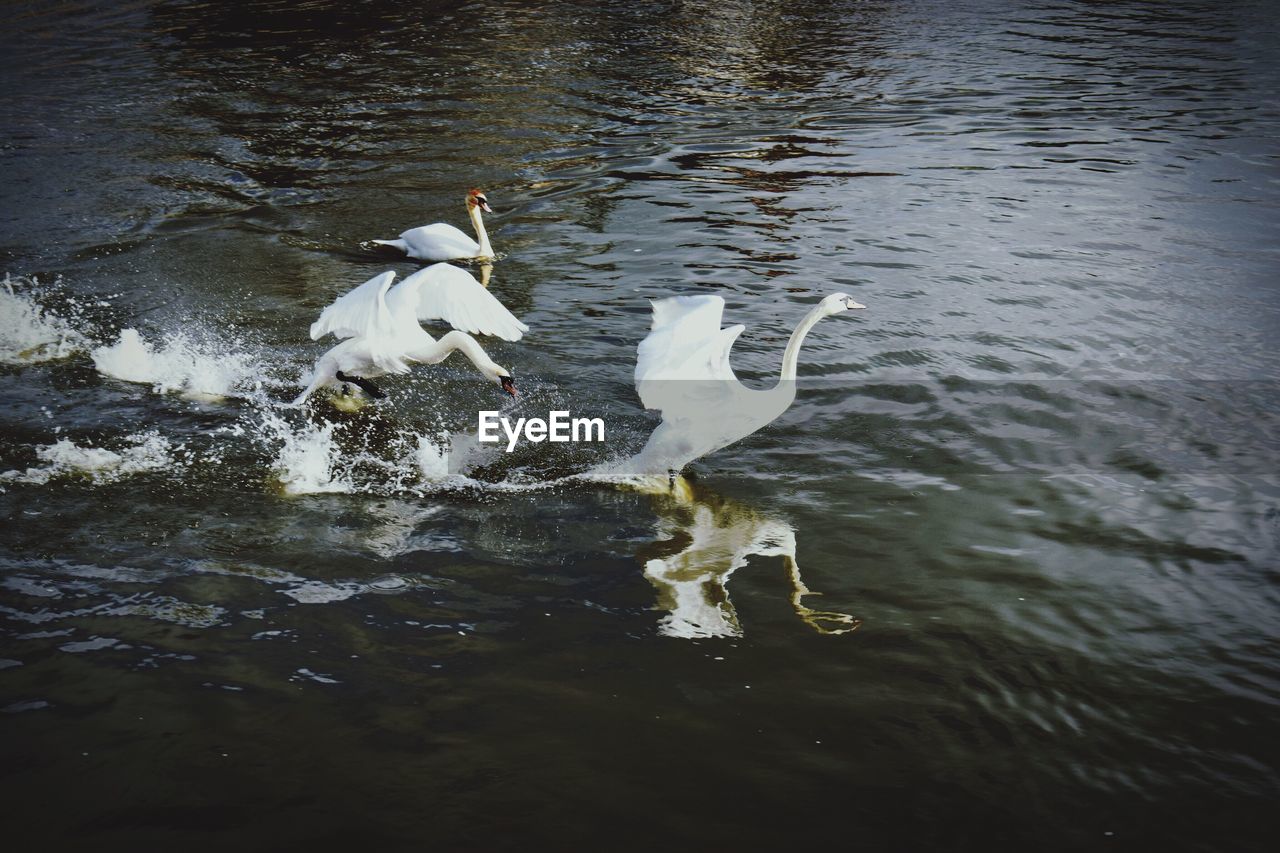 SWAN SWIMMING IN LAKE