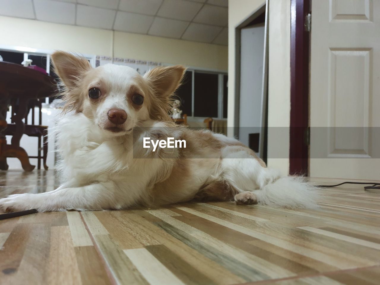 PORTRAIT OF DOG LYING DOWN ON FLOOR