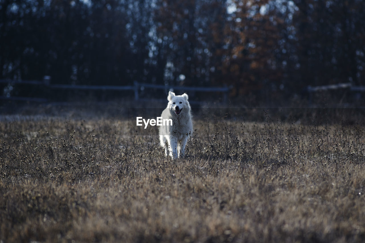 White dog on field against trees