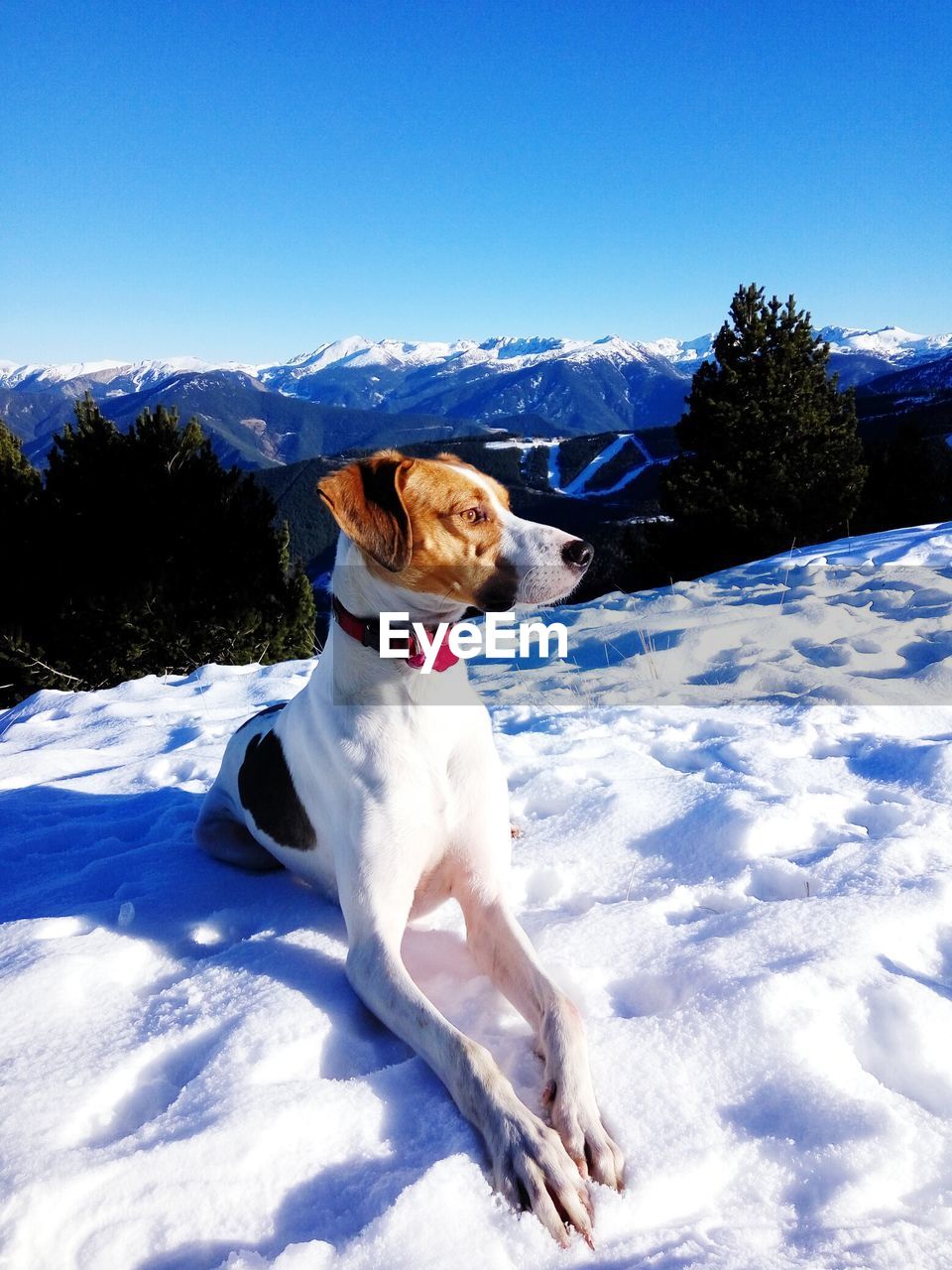 Dog sitting on snow field against sky