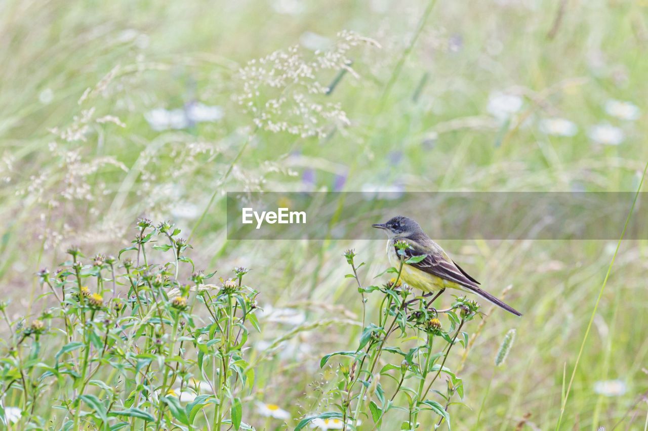 Bird perching on a plant