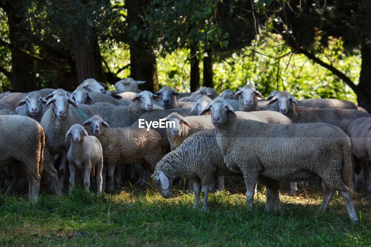 SHEEP IN A FARM