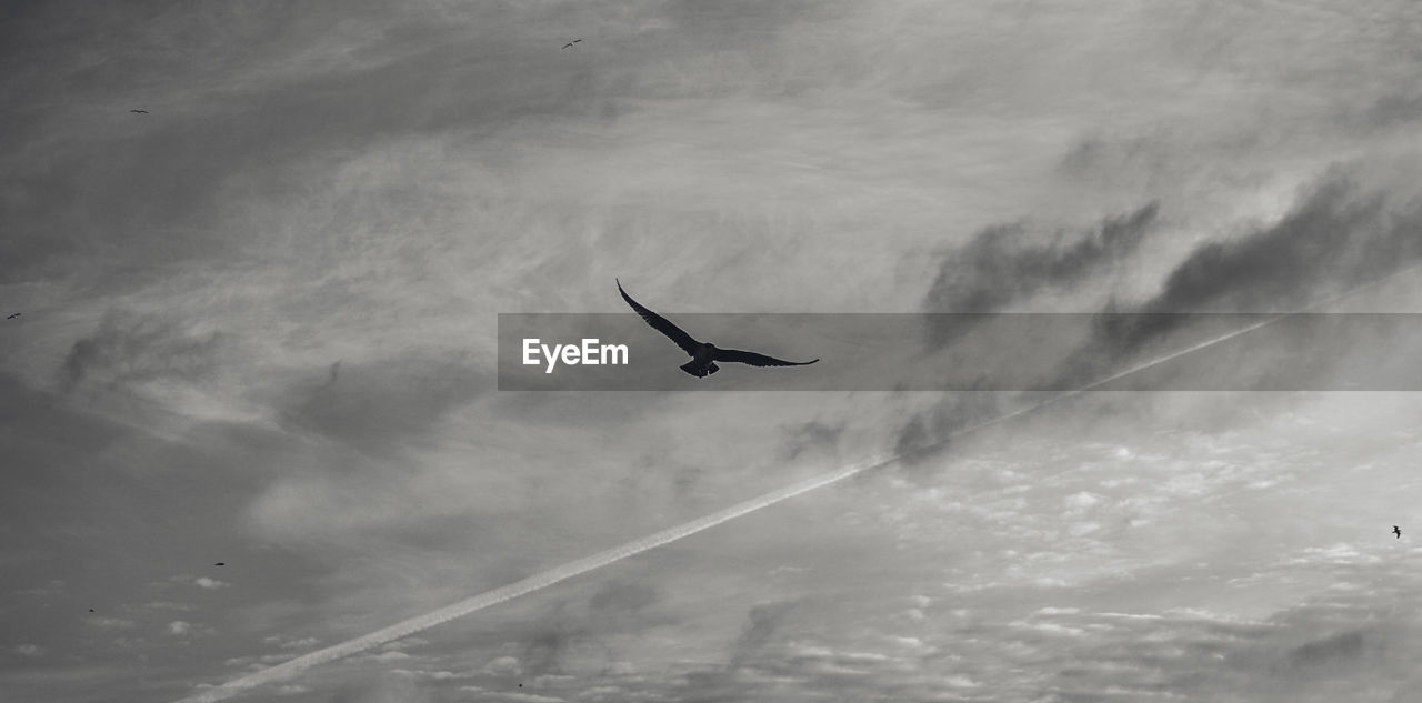 LOW ANGLE VIEW OF A BIRD FLYING AGAINST SKY