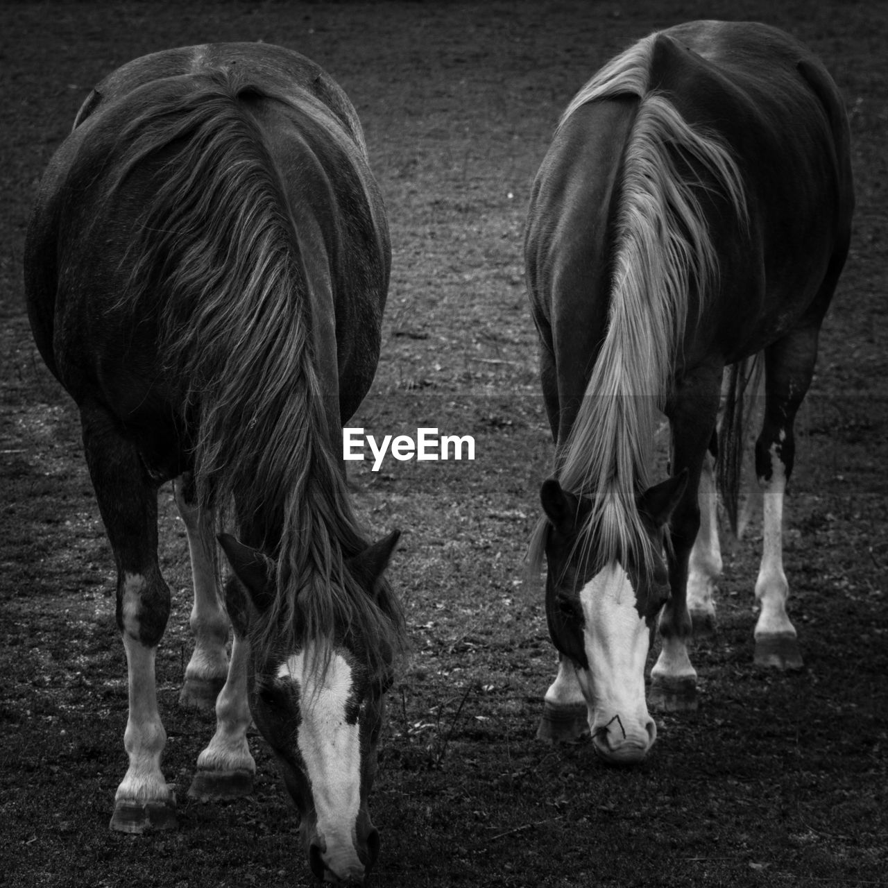 VIEW OF HORSES GRAZING IN FIELD