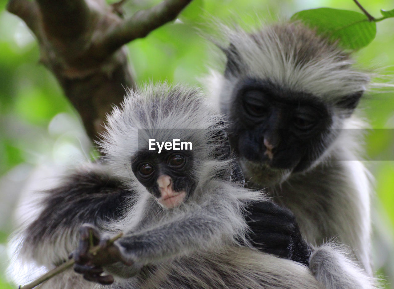 CLOSE-UP OF MONKEY LOOKING UP