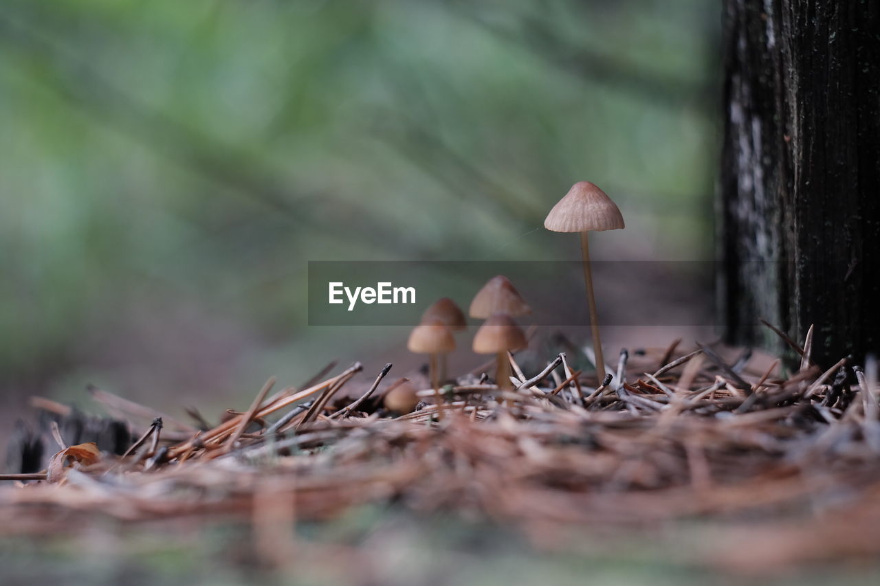 CLOSE-UP OF MUSHROOMS GROWING ON LAND