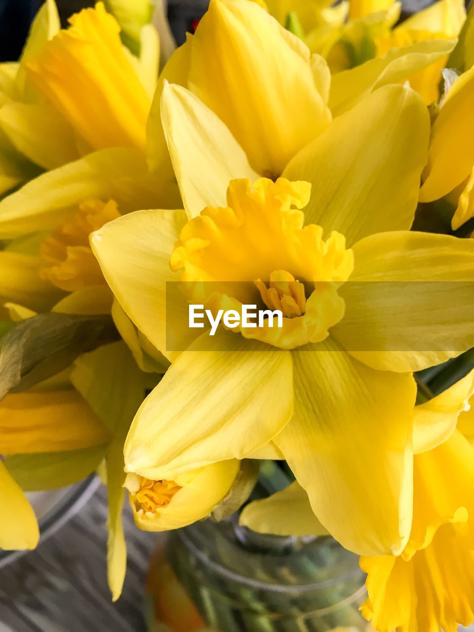 CLOSE-UP OF YELLOW FLOWERS BLOOMING