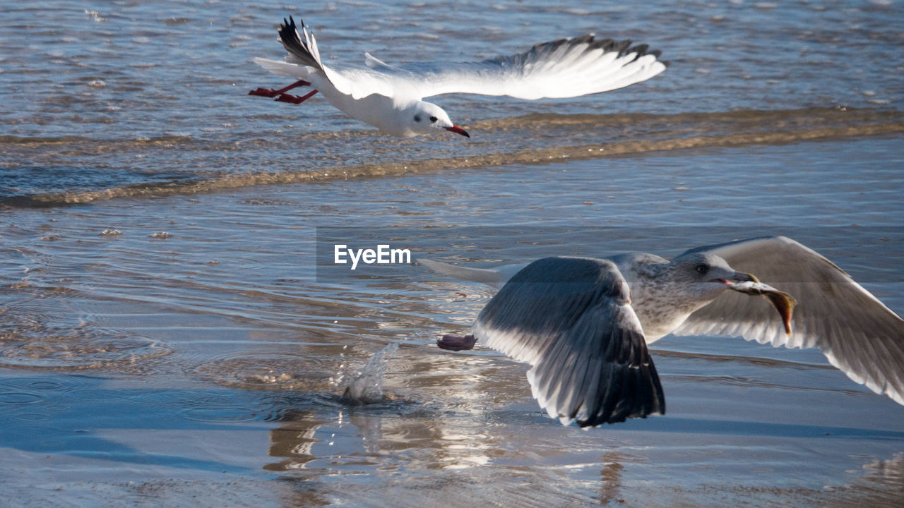 bird, animal, animal themes, animal wildlife, wildlife, flying, spread wings, water, group of animals, nature, gull, two animals, animal wing, wing, seabird, no people, mid-air, motion, animal body part, seagull, sea, day, landing, outdoors, beauty in nature, water bird, beak