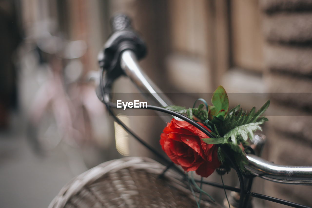 Artificial flower on bicycle