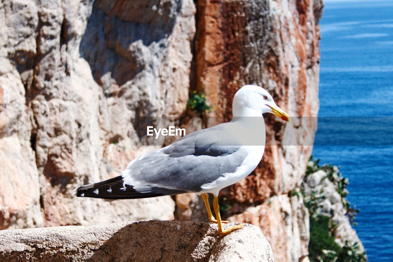 BIRD PERCHING ON ROCK