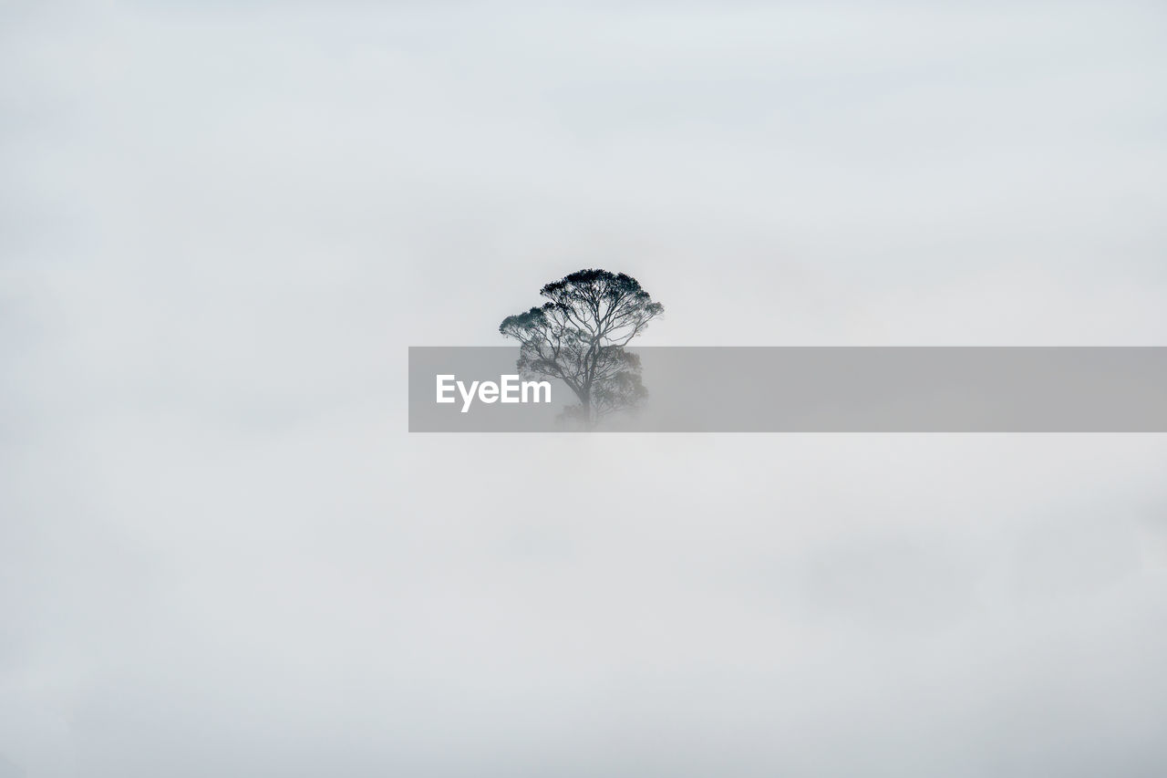 Trees in mist in the beautiful cornish countryside