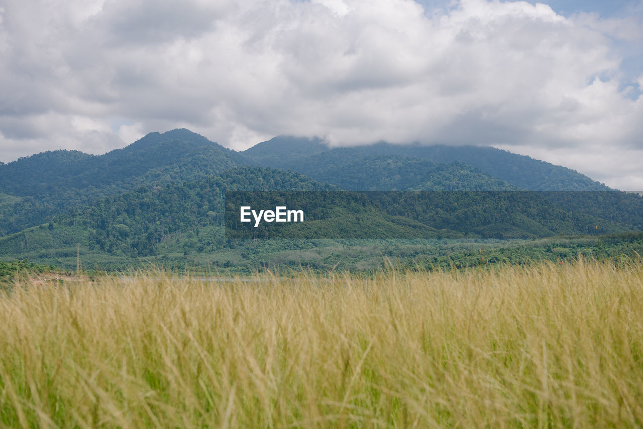 Scenic view of agricultural field against sky