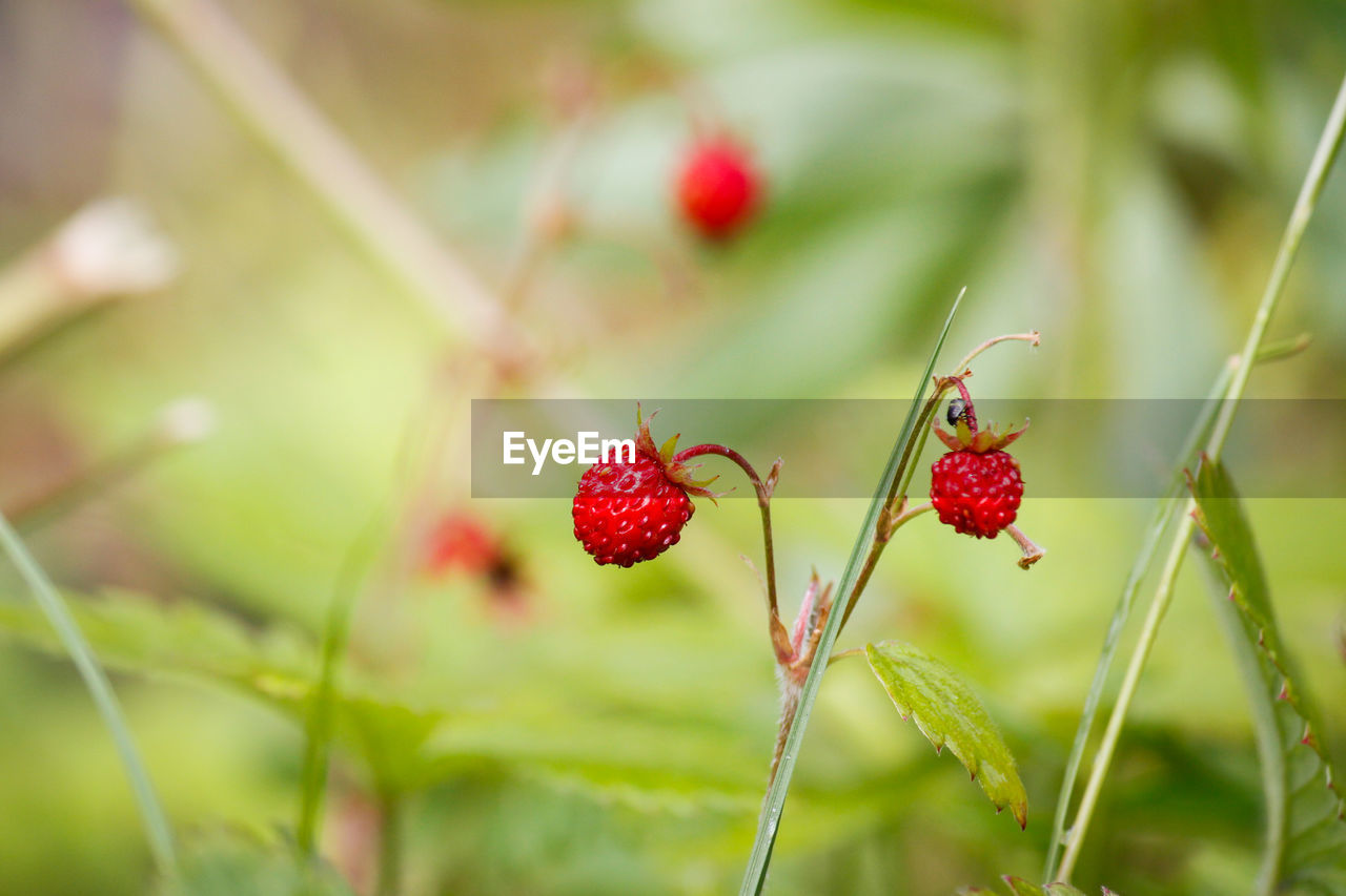 CLOSE-UP OF RED CHERRIES GROWING ON PLANT