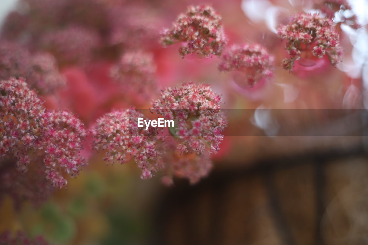 CLOSE-UP OF PINK FLOWER PLANT