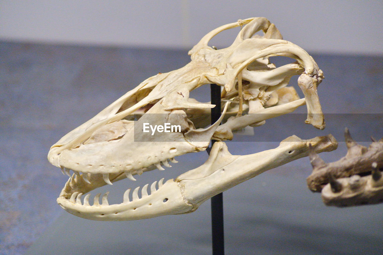 LOW ANGLE VIEW OF SKULL