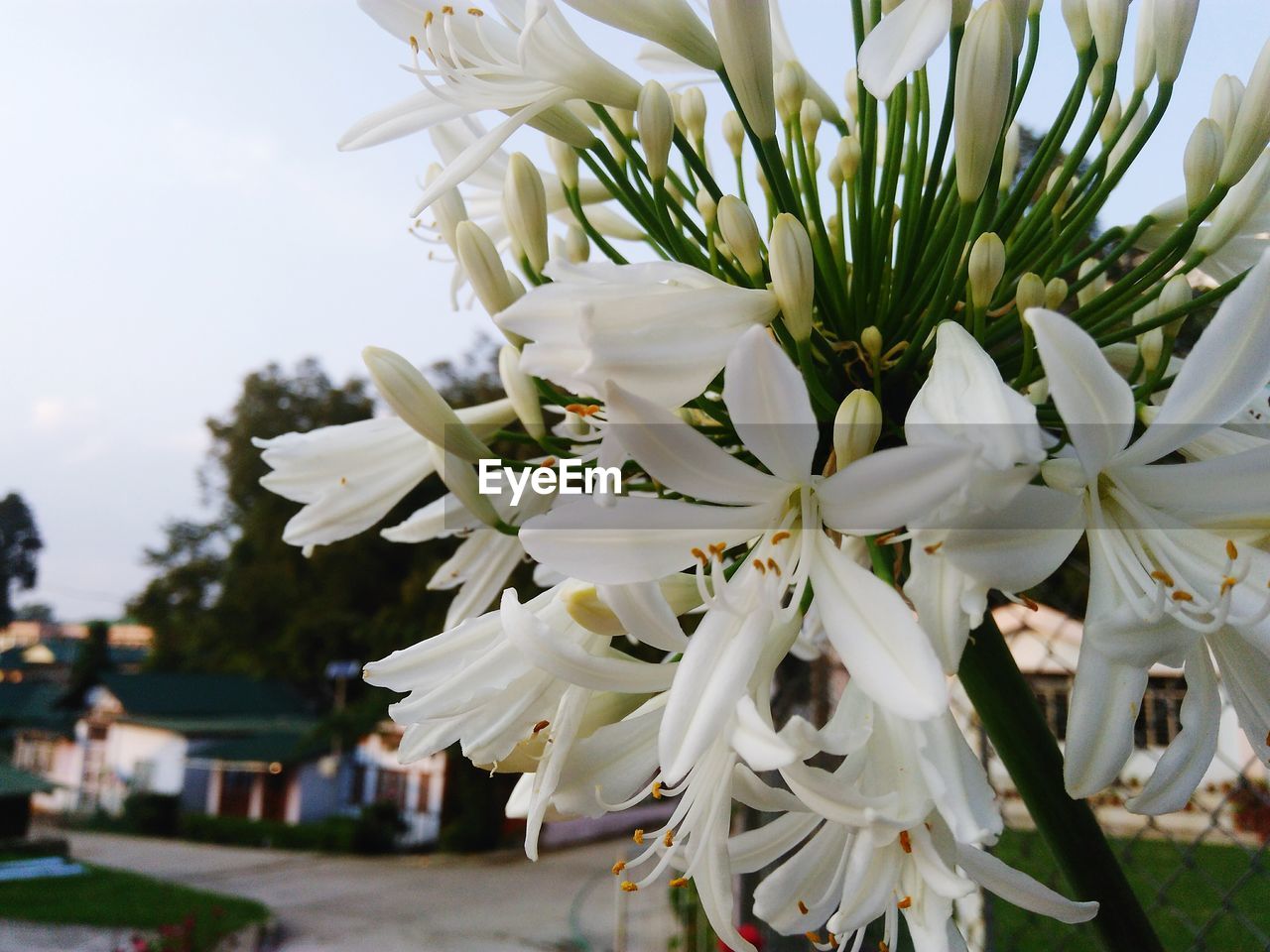 CLOSE-UP OF WHITE FLOWERS BLOOMING AGAINST SKY