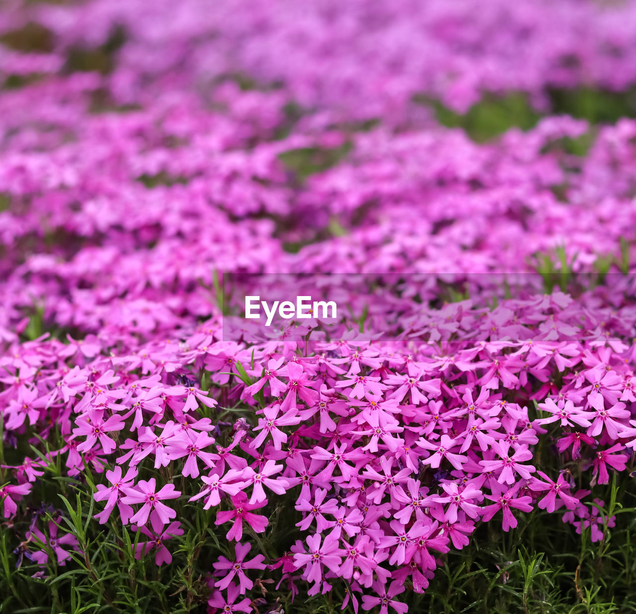 flower, plant, flowering plant, beauty in nature, freshness, growth, fragility, pink, purple, nature, field, no people, land, springtime, petal, day, close-up, blossom, flower head, outdoors, inflorescence, wildflower, flowerbed, shrub, selective focus, botany, high angle view, grass, focus on foreground, tranquility, abundance