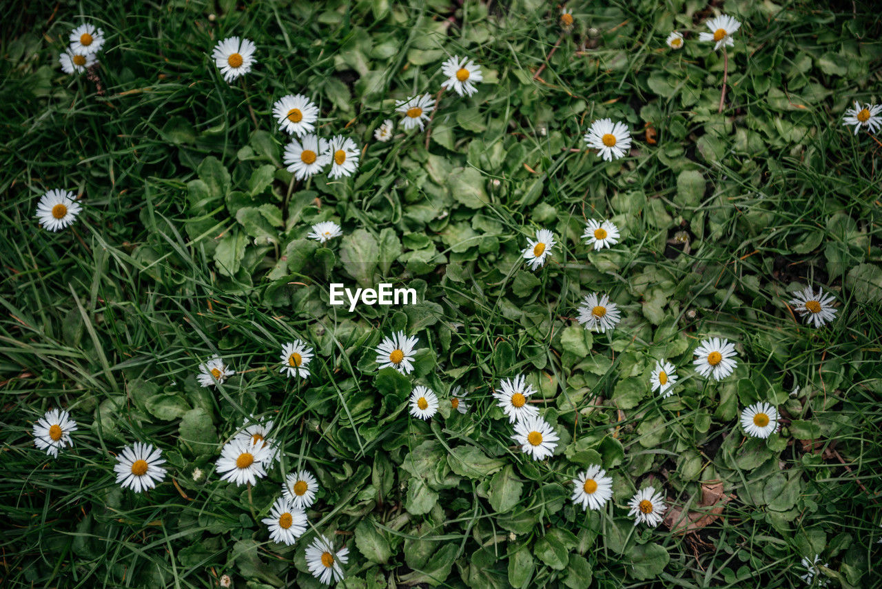plant, flower, flowering plant, beauty in nature, growth, freshness, high angle view, nature, land, green, field, fragility, no people, day, white, meadow, outdoors, grass, wildflower, close-up, garden, petal, full frame, garden cosmos