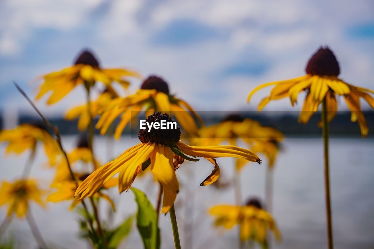 Close-up of yellow coneflower blooming against sky