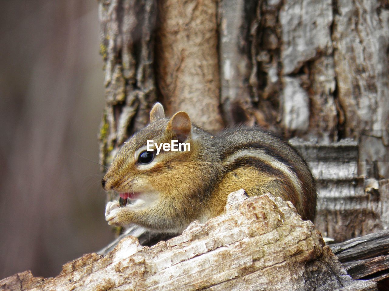 SQUIRREL ON LIZARD