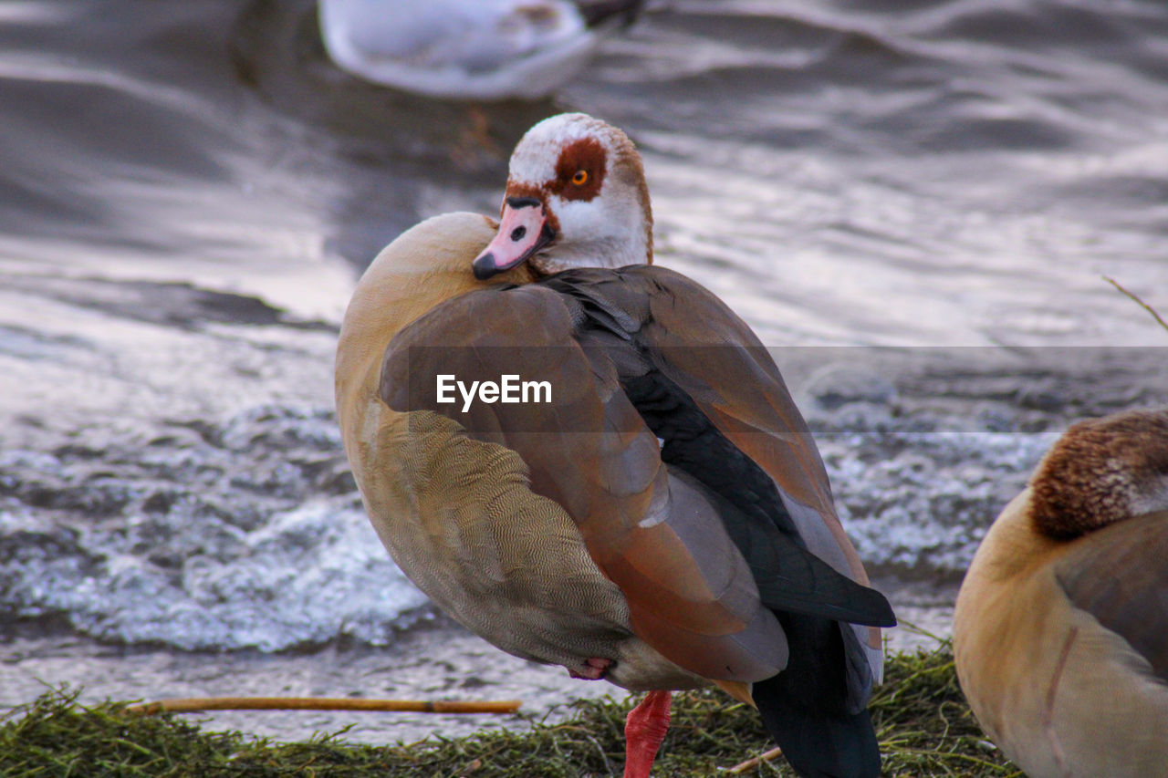 Close-up of egyptian geese 
 on the lake