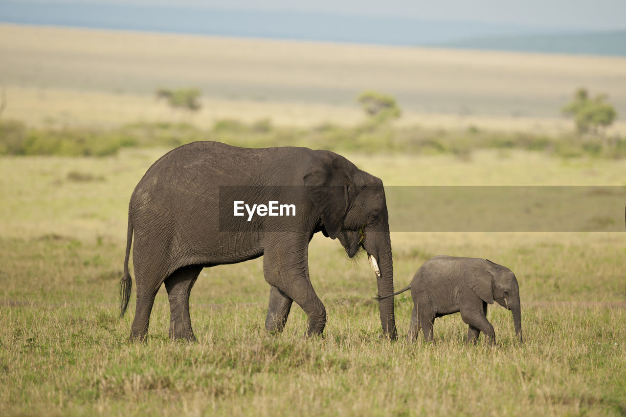 VIEW OF ELEPHANT IN THE FIELD