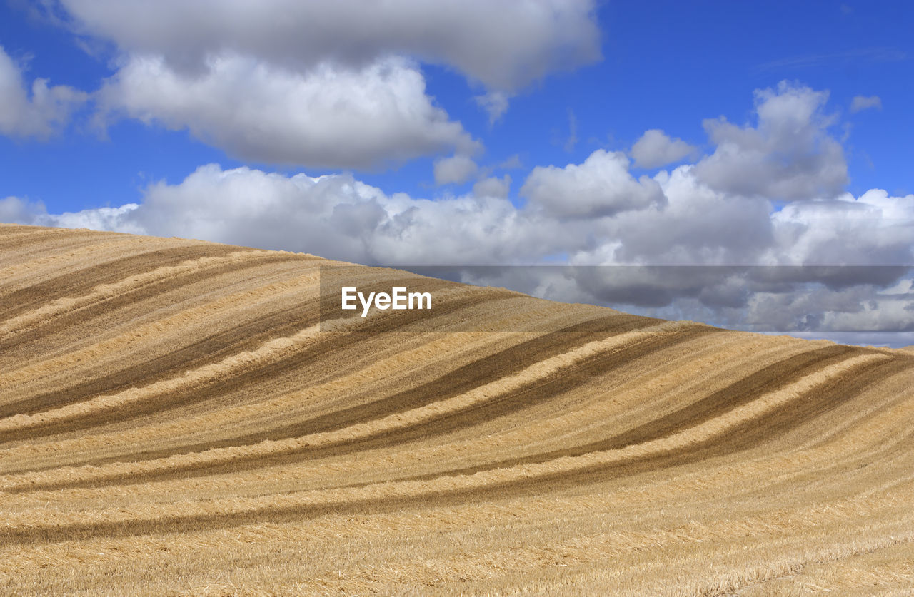 Scenic view of wheat field against cloudy sky