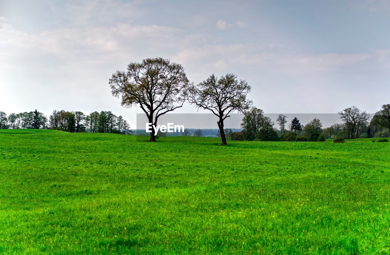 Trees on field against sky