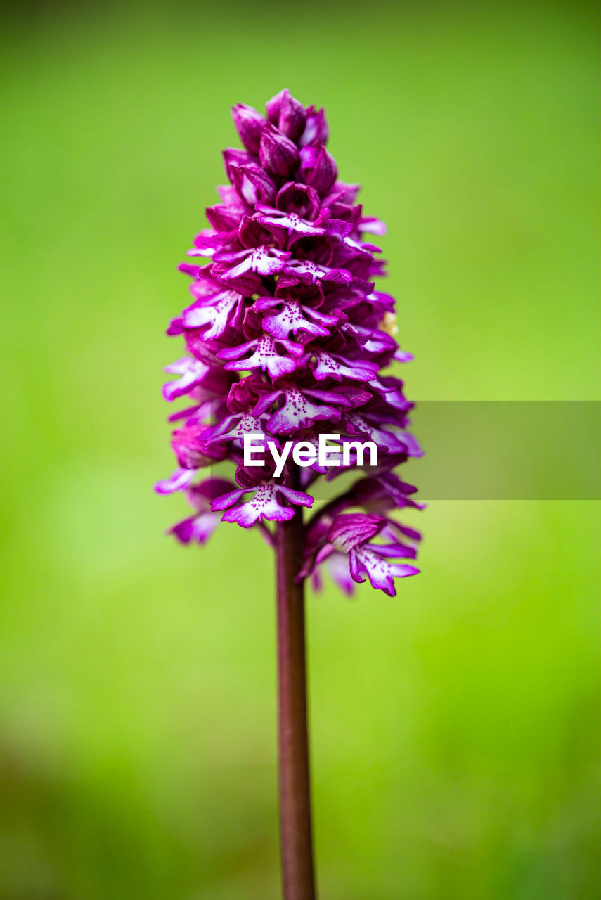 close-up of flower blooming outdoors