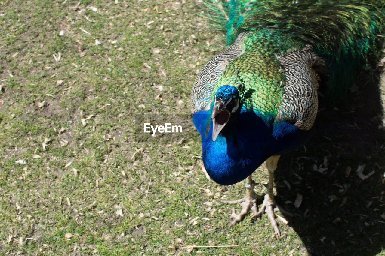 HIGH ANGLE VIEW OF A PEACOCK ON FIELD