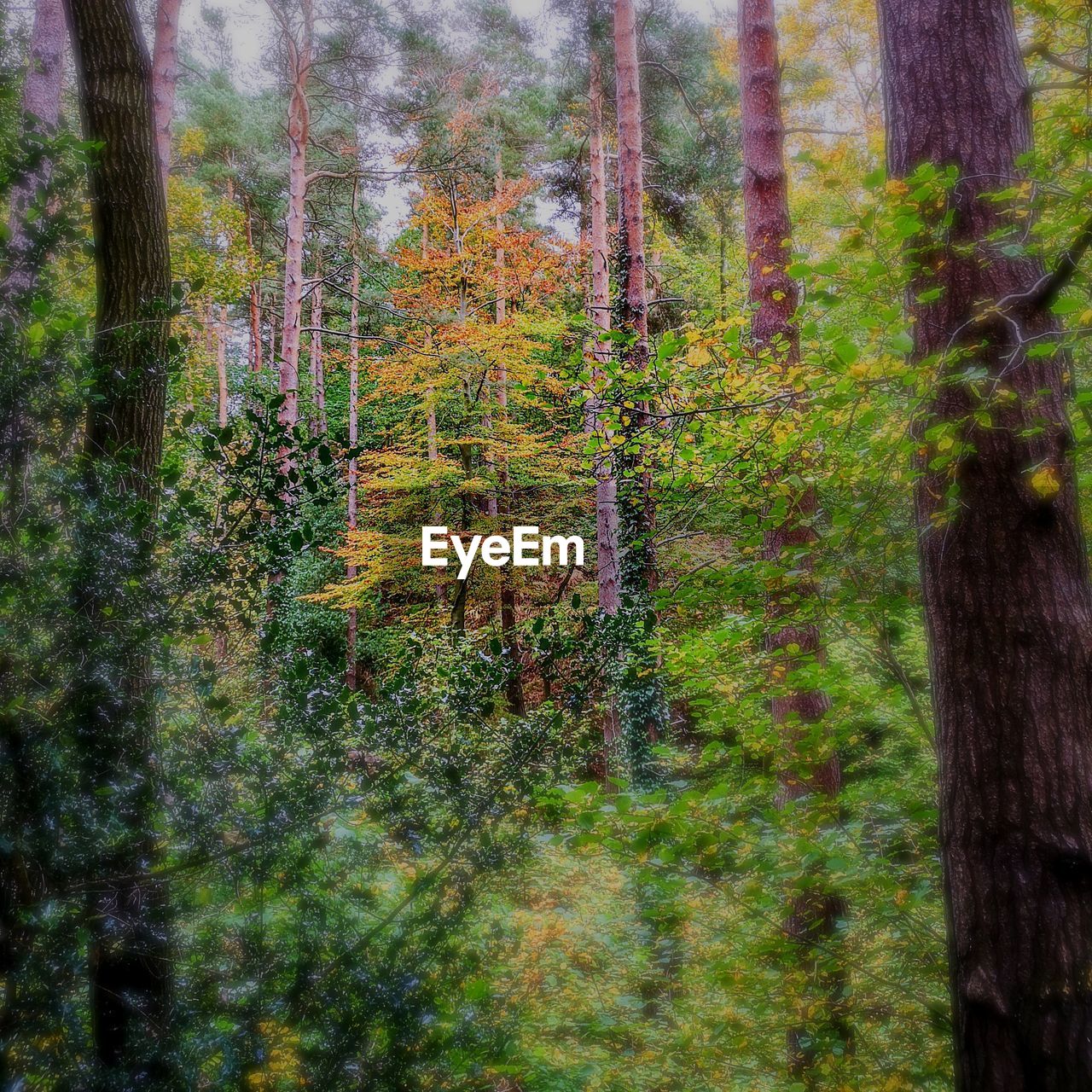 TREES AND PLANTS IN FOREST