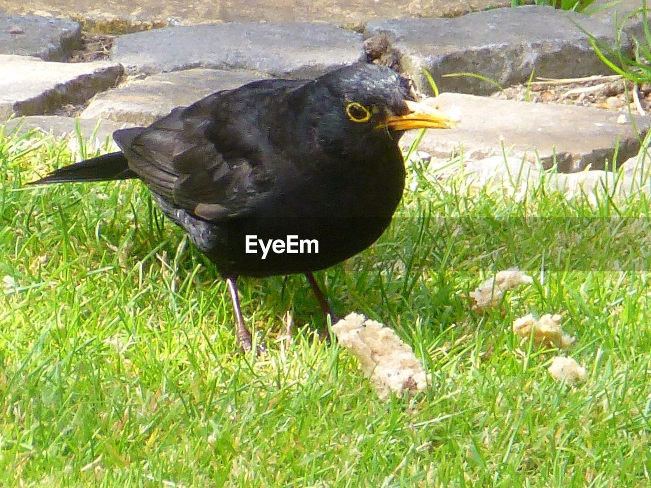 VIEW OF BIRDS ON GRASSY FIELD