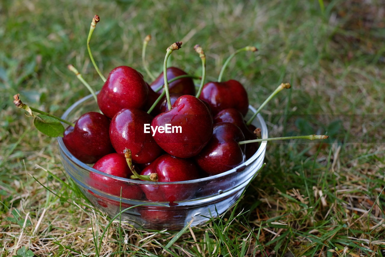 Close-up of cherries in field