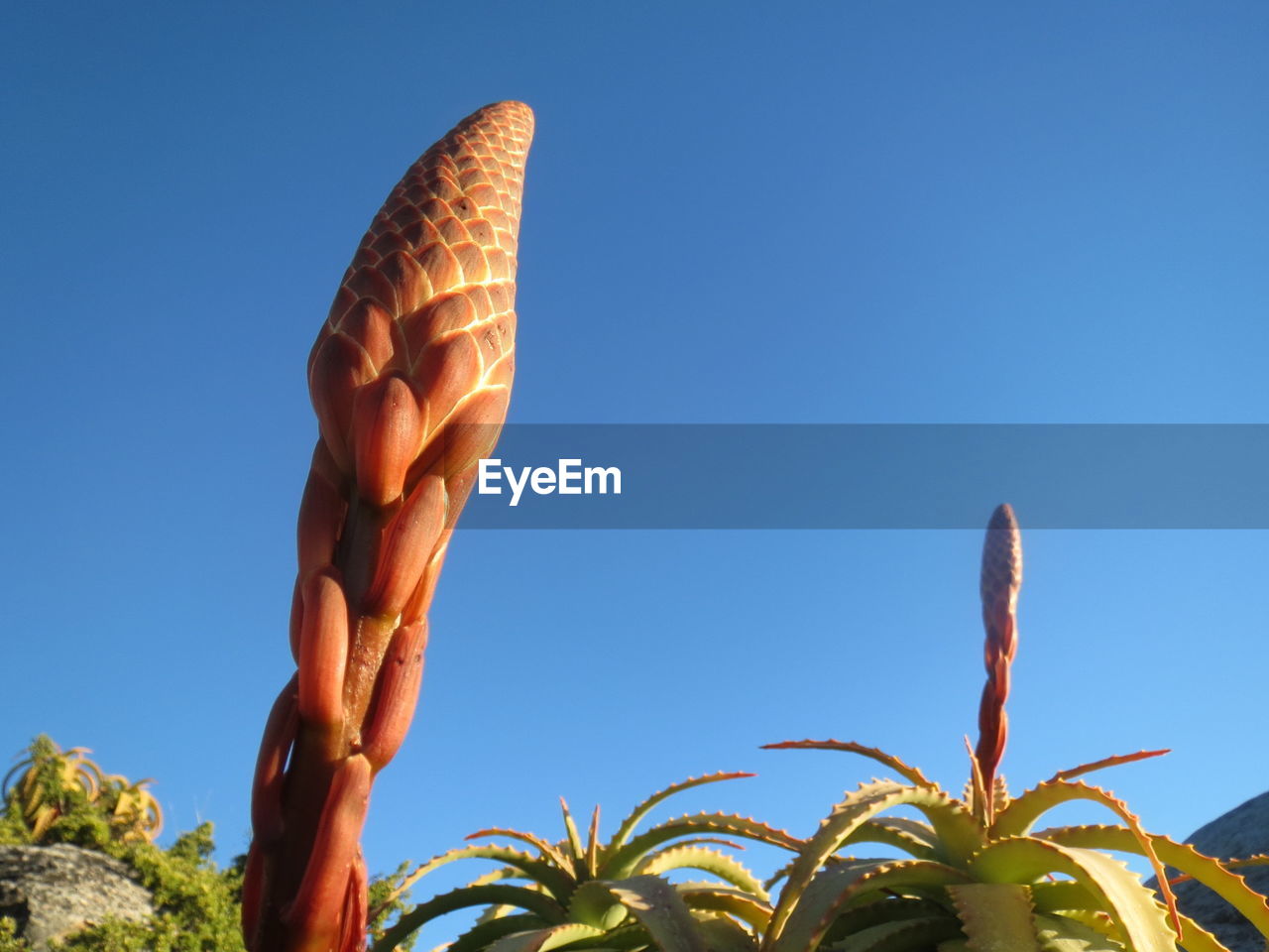 LOW ANGLE VIEW OF CACTUS AGAINST CLEAR BLUE SKY