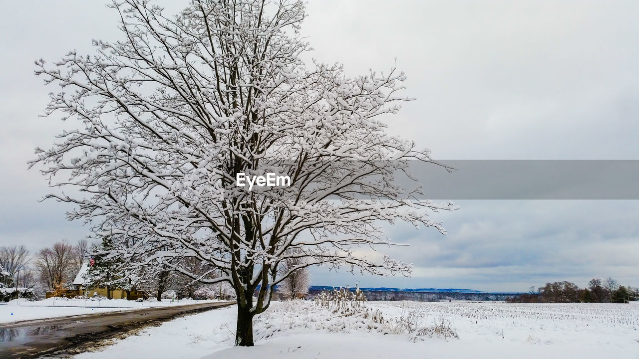 Single tree by country road in winter