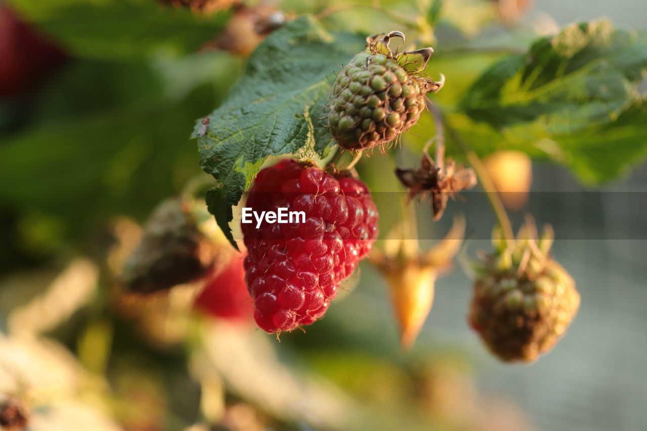 CLOSE-UP OF BERRY ON TREE