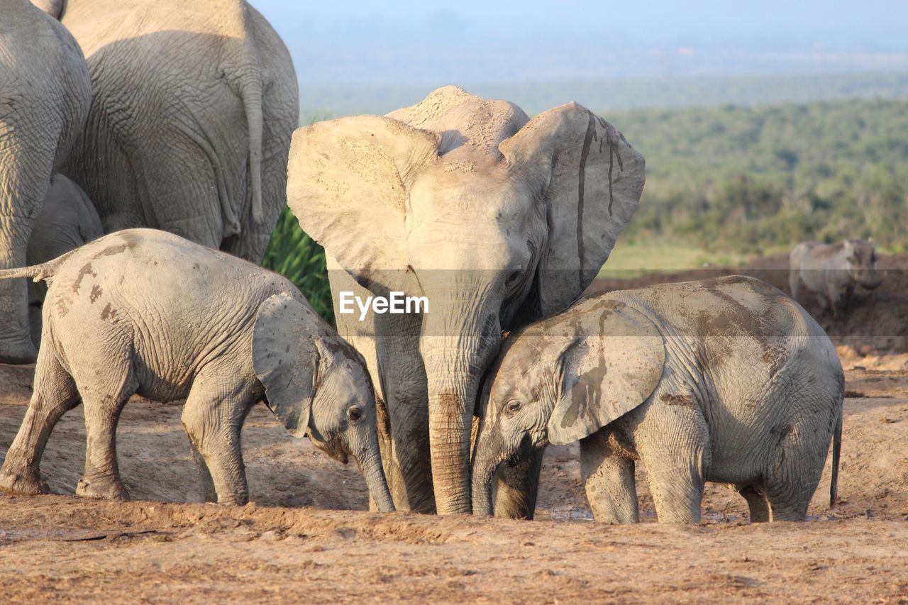 Elephants with calves on field