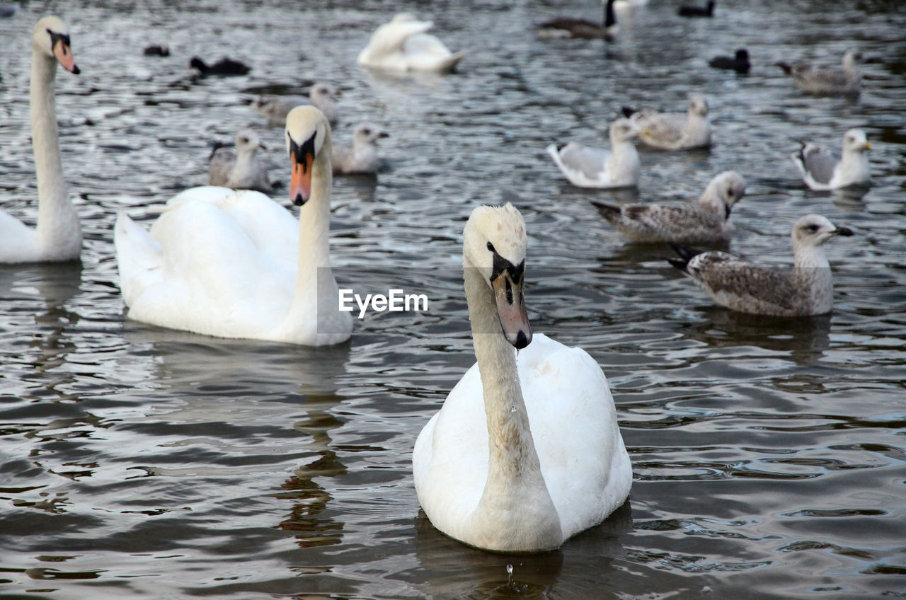 SWANS FLOATING ON LAKE