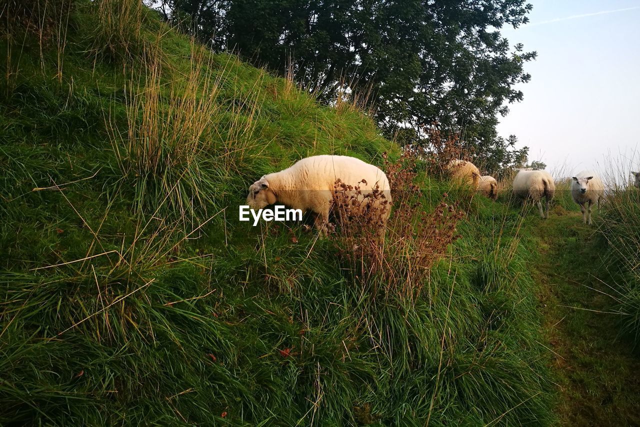 SHEEP ON FIELD