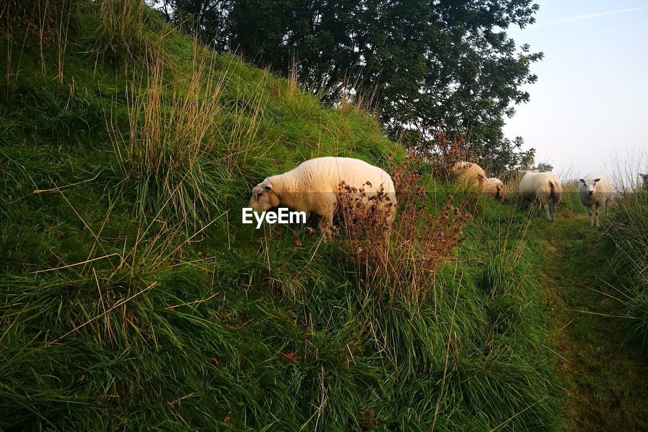 SHEEP ON FIELD