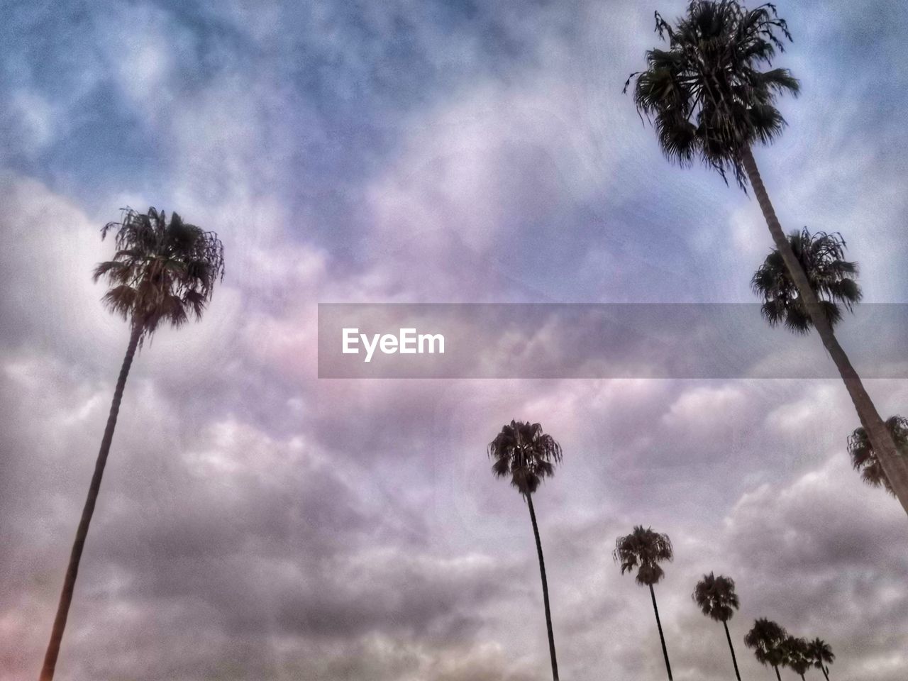 LOW ANGLE VIEW OF COCONUT PALM TREE AGAINST SKY