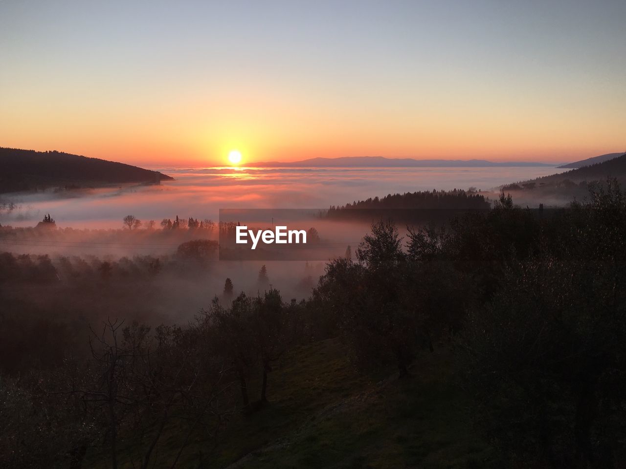 Trees growing on field against sky during foggy weather